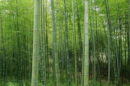 Obraz na płótnie krajobraz obraz roślina bambus