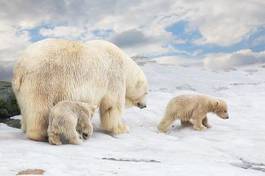 Obraz na płótnie północ ssak niedźwiedź lód