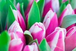 Naklejka kwiat natura ogród tulipan park