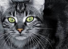 Obraz na płótnie kot kociak oko portret