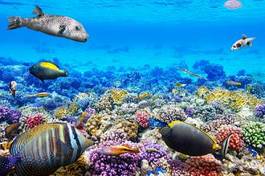 Plakat malediwy egipt egzotyczny meduza krajobraz