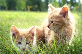 Naklejka dwa kociaki w zielonej trawie