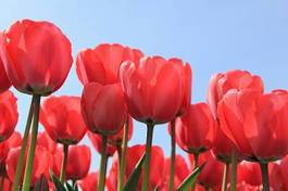 Plakat świeży tulipan kwiat