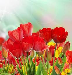 Plakat tulipan lato łąka bukiet