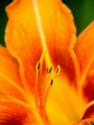 Obraz na płótnie roślina natura pyłek kwitnący