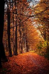 Plakat krajobraz ścieżka jesień natura