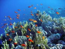 Plakat koral egipt ryba świat