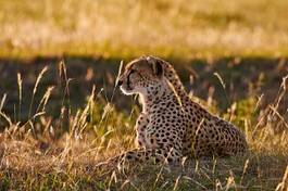 Obraz na płótnie dziki ssak południe afryka natura