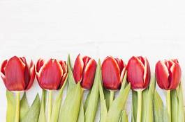Plakat pąk roślina ogród tulipan natura