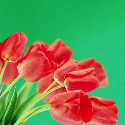 Plakat tulipan roślina natura ogród kwiat