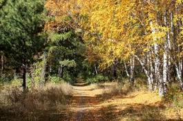 Naklejka jodła las jesień widok