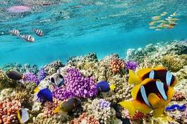 Plakat morze ogród krajobraz meduza malediwy