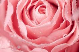 Plakat rosa świeży kwiat