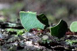 Fotoroleta tropikalny las mrówka trzymać