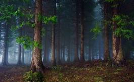 Plakat drzewa pejzaż las ciemność