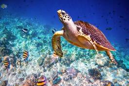 Plakat tropikalny koral podwodne żółw