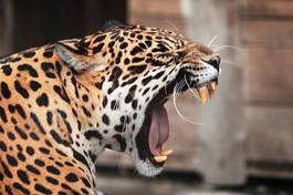 Plakat kot zwierzę ciało natura safari