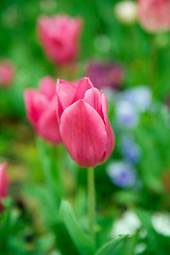 Plakat natura tulipan holandia kwiat czerwony