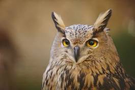 Plakat oko zwierzę piękny ptak twarz