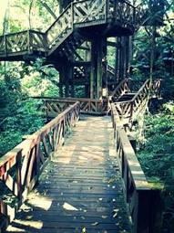 Naklejka most las natura zielony drewno