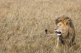 Fotoroleta mężczyzna lew ssak safari park