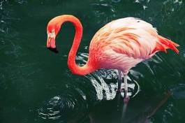 Obraz na płótnie flamingo tropikalny woda fauna