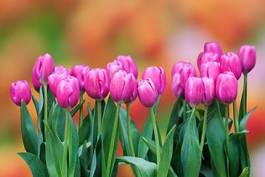 Plakat piękny tulipan bukiet ogród