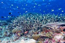 Naklejka wyspa piękny podwodne morze