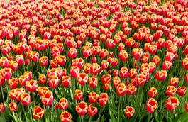 Plakat tulipan roślina kwiat świeży