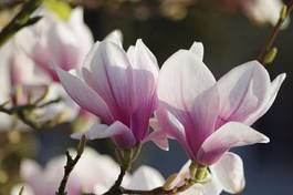 Plakat gałązka krzew magnolia
