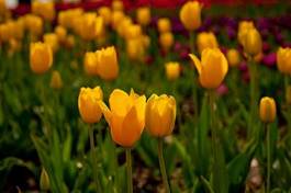 Plakat słońce natura tulipan ogród świeży