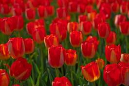 Plakat lato ogród bukiet tulipan słońce