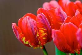 Plakat tulipan kwiat bukiet roślina