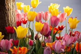 Plakat tulipan roślina kwiat natura czerwony