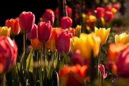 Plakat tulipan roślina natura