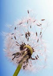 Obraz na płótnie zdrowie pole pyłek