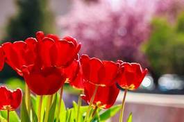 Plakat piękny ogród natura tulipan