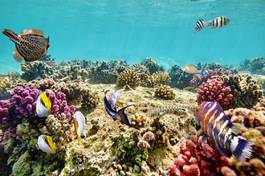 Plakat podwodny morze podwodne filipiny krajobraz