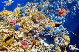 Plakat krajobraz filipiny ryba koral rafa
