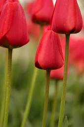 Plakat piękny tulipan pąk