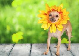 Plakat stokrotka pies kwiat zwierzę