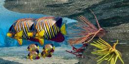 Plakat zwierzę morskie tropikalny woda ruch rafa