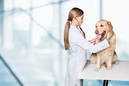 Plakat uśmiech pies ludzie zwierzę zdrowie