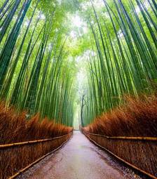 Plakat drzewa bambus natura