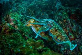 Plakat tropikalny zwierzę rafa podwodne