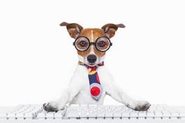 Naklejka zwierzę pies komputer księgowego