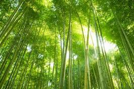 Plakat ogród roślina las bambus zen