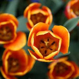 Plakat piękne tulipany