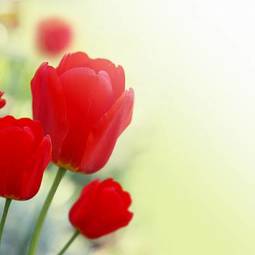 Naklejka kwitnący lato tulipan kwiat ogród