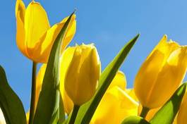 Plakat tulipan kwitnący bukiet lato